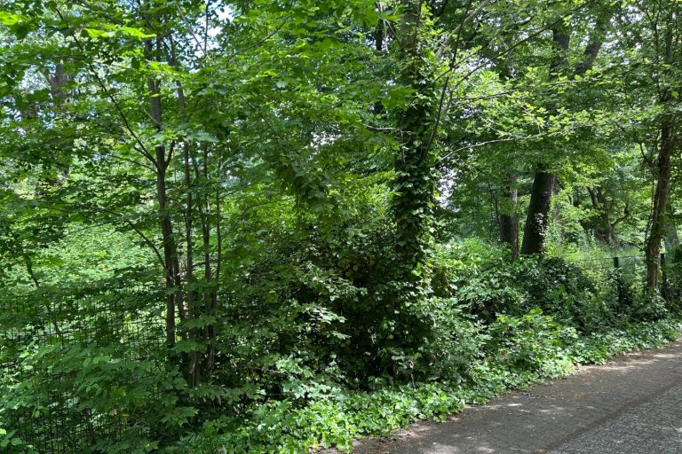 Blick in den Schlosspark