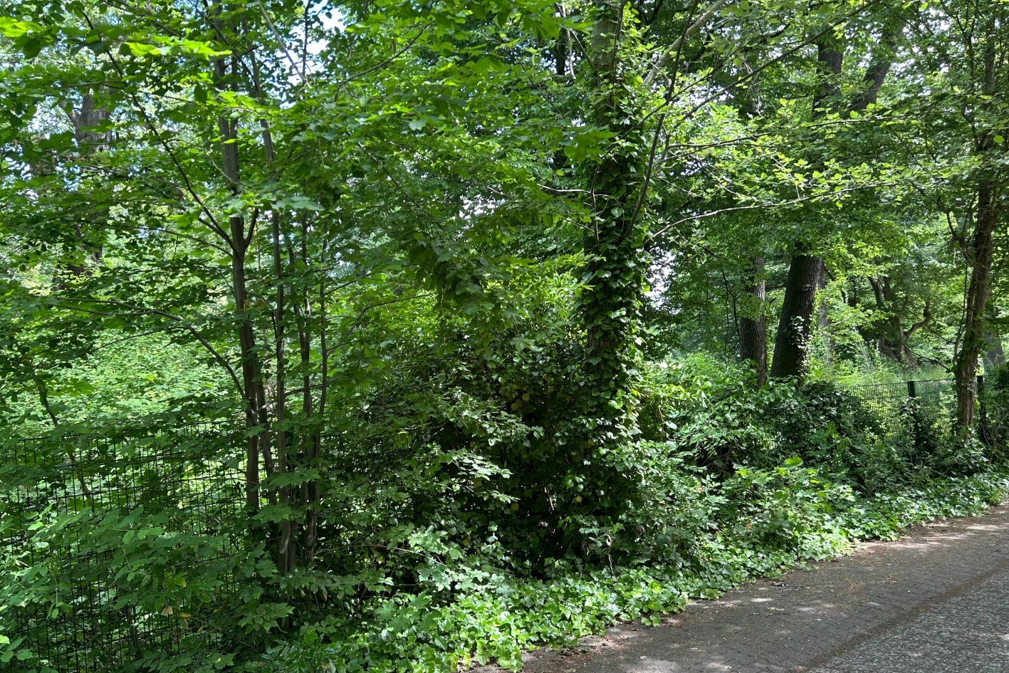 Blick in den Schlosspark